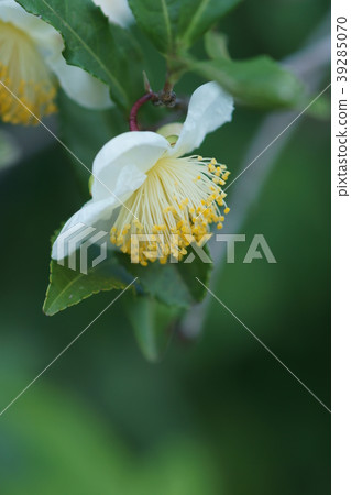 茶花花語是 純潔的愛 照片素材 圖片 圖庫