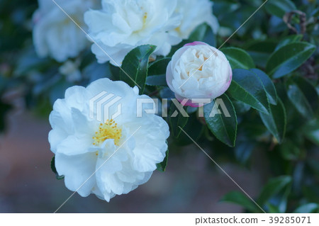 Yamachaka Yamanaka花語言是“理想的愛” 39285071