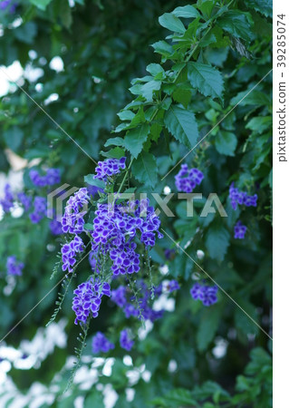 台灣人杜蘭塔（Ren Duranta）花語是“看著你” 39285074