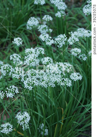 尼拉尼拉花語是 星星的願望 照片素材 圖片 圖庫