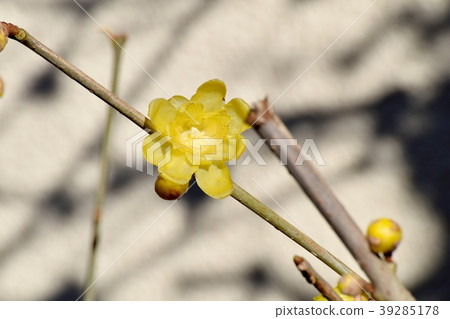 Lobai盛開在三鷹中原 39285178