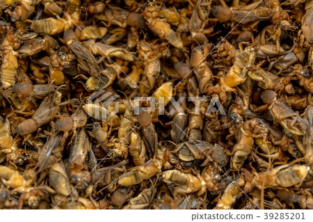 A lot of Mole crickets. 39285201