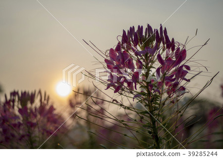 Flowers with evening sun,Cleome flower Flowers with evening sun,Cleome flower 39285244