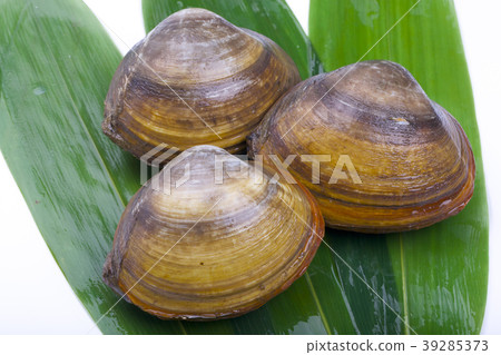 Hokkigai Hokkigai 39285373