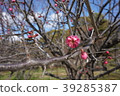 Sone Tenmangu Ume Hyogo Prefecture 39285387