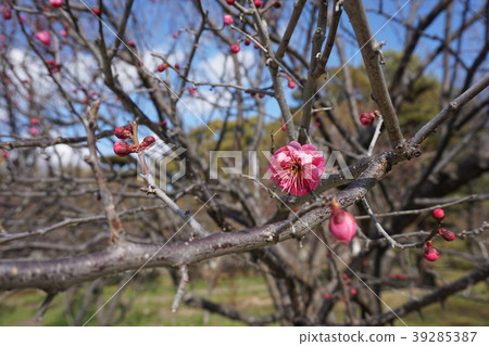 Sone Tenmangu Ume Hyogo Prefecture 39285387