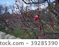 Sone Tenmangu Ume Hyogo Prefecture 39285390
