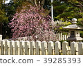 Sone Tenmangu Ume Hyogo Prefecture 39285393