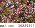 Sone Tenmangu Ume Hyogo Prefecture 39285394