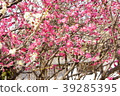 Sone Tenmangu Ume Hyogo Prefecture 39285395