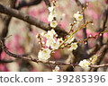 Sone Tenmangu Ume Hyogo Prefecture 39285396
