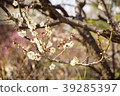 Sone Tenmangu Ume Hyogo Prefecture 39285397