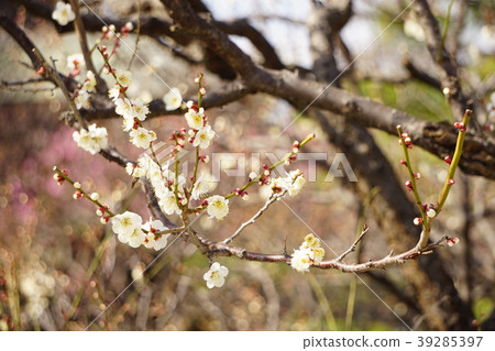 Sone Tenmangu Ume Hyogo Prefecture 39285397