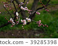 Sone Tenmangu Ume Hyogo Prefecture 39285398