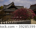 Sone Tenmangu Ume Hyogo Prefecture 39285399