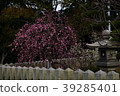 Sone Tenmangu Ume Hyogo Prefecture 39285401