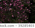 Sone Tenmangu Ume Hyogo Prefecture 39285403