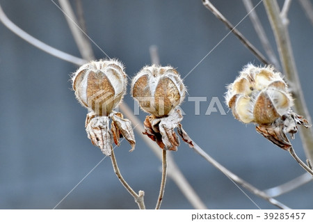 開花在三鷹中原的Fuyo的種子 39285457