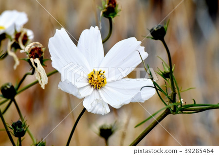 開花在三鷹中原的白色波斯菊 39285464