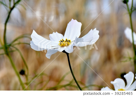 開花在三鷹中原的白色波斯菊 39285465