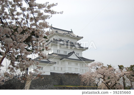 櫻花和小田原城堡 櫻花和小田原城堡 39285660