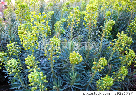 Yellow flower Yellow flower 39285787