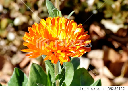 Calendula blooming in Mitaka Nakahara Calendula blooming in Mitaka Nakahara 39286122
