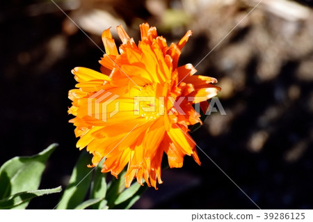 金盞花盛開在三鷹中原 39286125