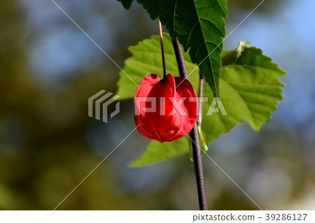 開花在三鷹中原的提洛爾燈 39286127