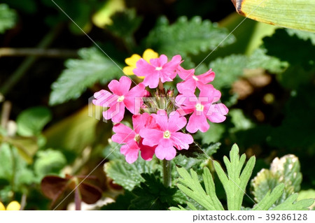 Primula that blooms in Mitaka Nakahara Primula that blooms in Mitaka Nakahara 39286128