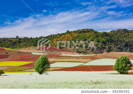 fields landscaped Shan state Myanmar fields landscaped Shan state Myanmar 39286391