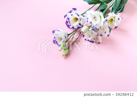 spring flowers narcissi on pink background spring flowers narcissi on pink background 39286412
