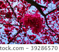 櫻 39286570