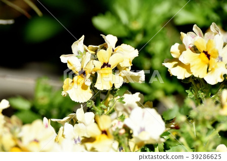 Yellow Linaria blooming in Mitaka Nakahara Yellow Linaria blooming in Mitaka Nakahara 39286625