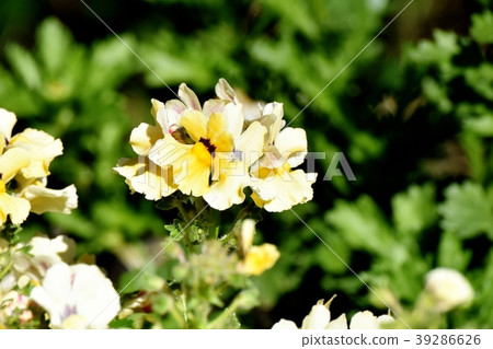 開花在三鷹中原的黃色Linaria 開花在三鷹中原的黃色Linaria 39286626