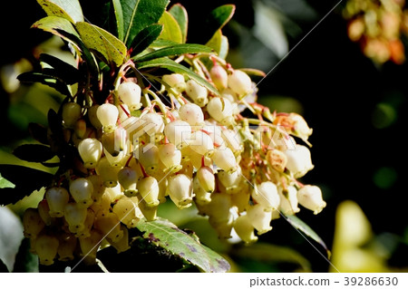 Strawberry blooming in Mitaka Nakahara 39286630
