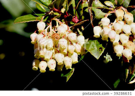 開花在三鷹中原的草莓 39286631