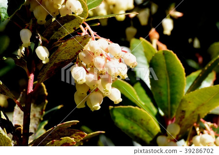 Strawberry blooming in Mitaka Nakahara 39286702