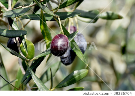 Olive becoming Mitaka Nakahara 39286704