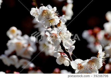Hakubai (Ume) blooming in Mitaka Nakahara 39286706