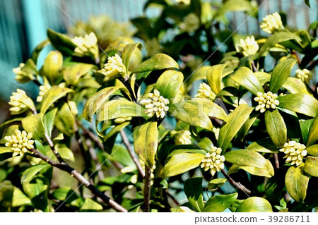 White Ginkgo Buds Blooming in Mitaka Nakahara White Ginkgo Buds Blooming in Mitaka Nakahara 39286711