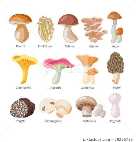 Mushroom vector natural fungus and mushrooming 39286756