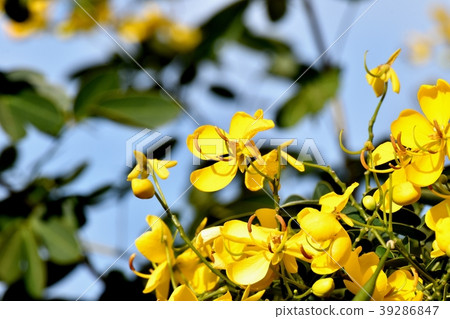 Cobanosena盛開在三鷹中原 39286847