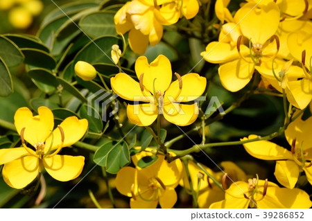 Cobanosena盛開在三鷹中原 Cobanosena盛開在三鷹中原 39286852