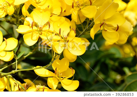 Cobanosena blooming in Mitaka Nakahara 39286853
