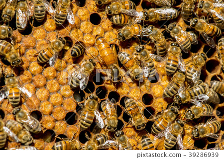 The queen bee swarm - selective focus 39286939