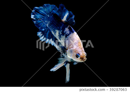 betta Fish in the aquarium betta Fish in the aquarium 39287063