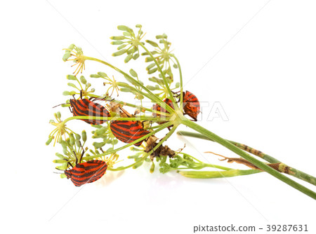 Graphosoma lineatum in studio Graphosoma lineatum in studio 39287631