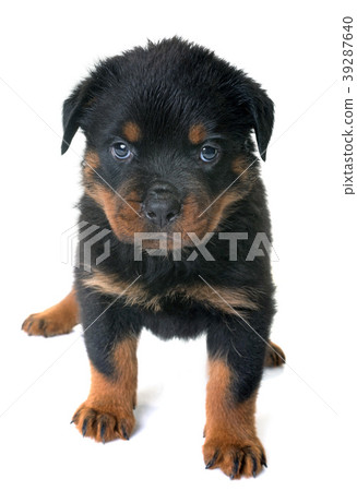 puppy rottweiler in studio 39287640