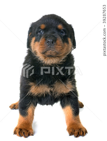 puppy rottweiler in studio 39287653